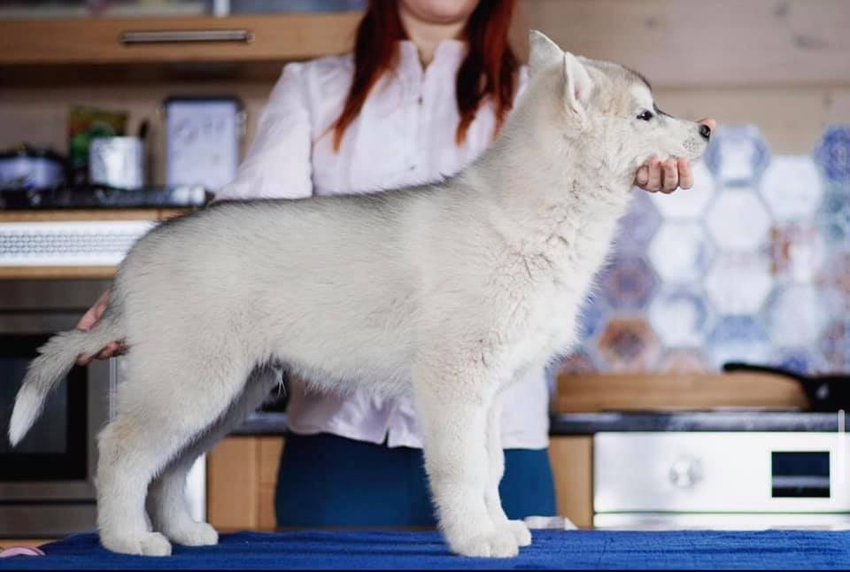 KARJALAINE OCEANO ATLANTICO