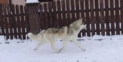 KARJALAINE OCEANO ATLANTICO