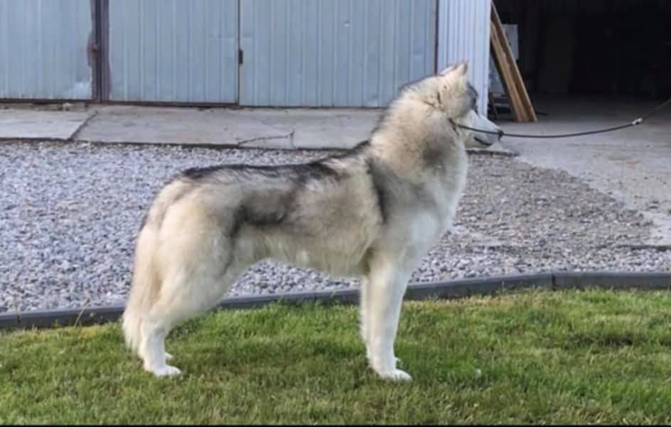 KARJALAINE OCEANO ATLANTICO