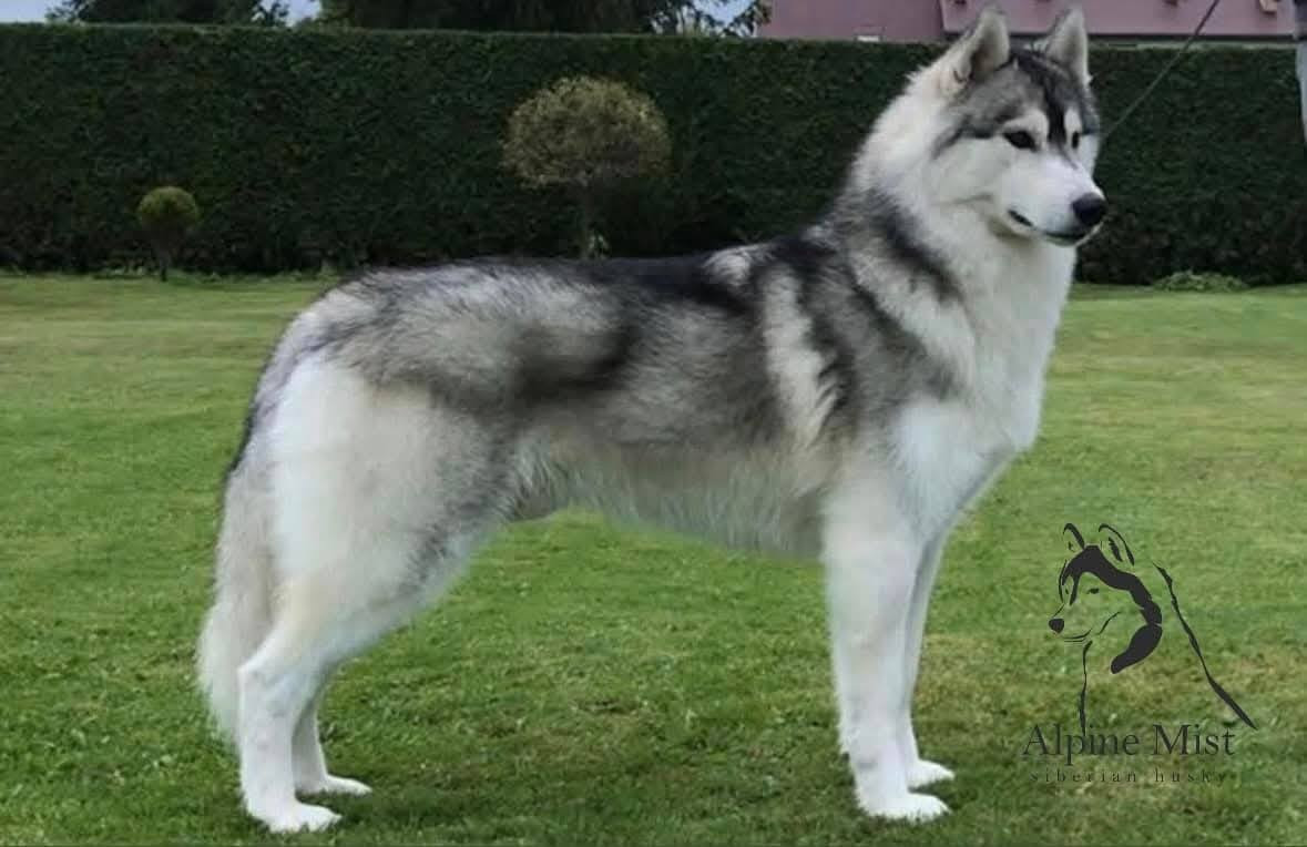 KARJALAINE OCEANO ATLANTICO