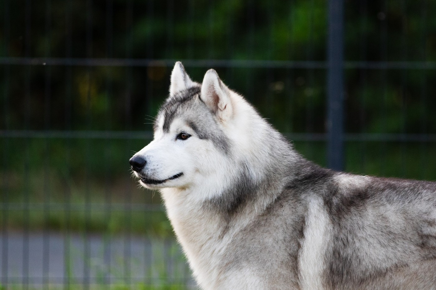 KARJALAINE OCEANO ATLANTICO