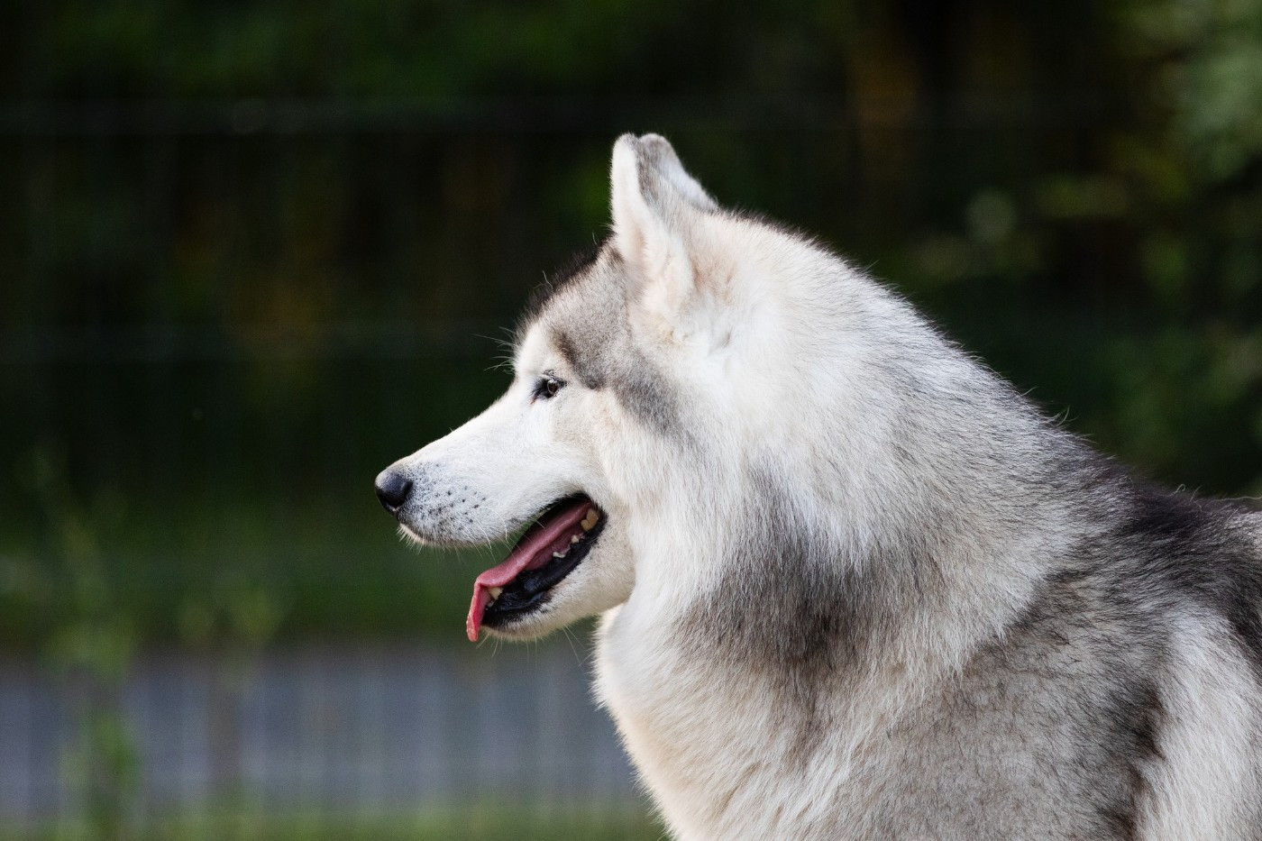 KARJALAINE OCEANO ATLANTICO