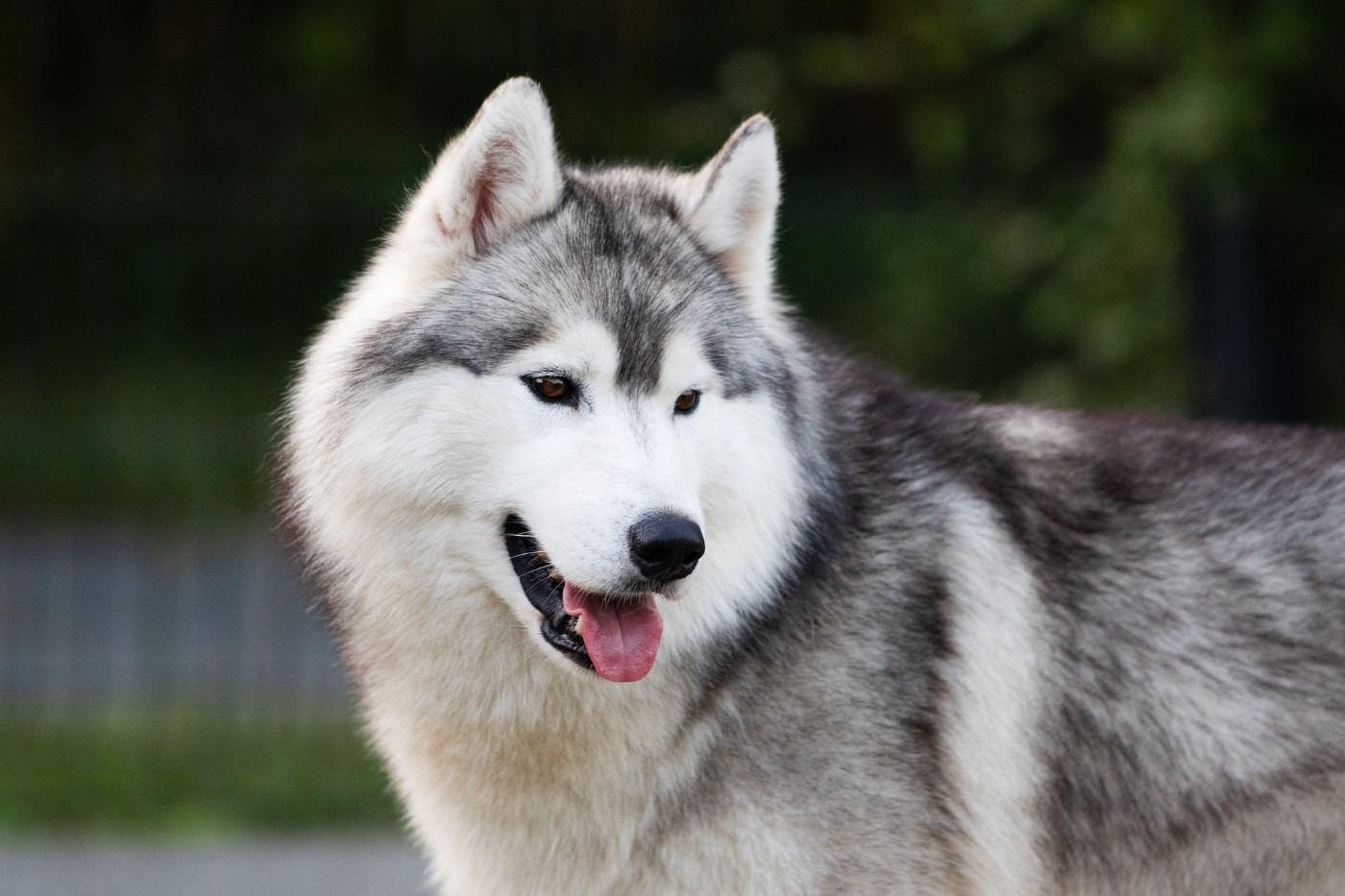 KARJALAINE OCEANO ATLANTICO