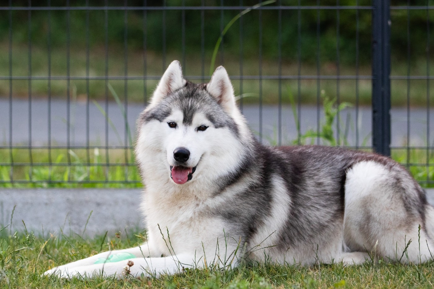 KARJALAINE OCEANO ATLANTICO