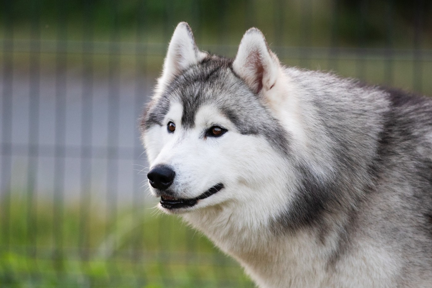 KARJALAINE OCEANO ATLANTICO