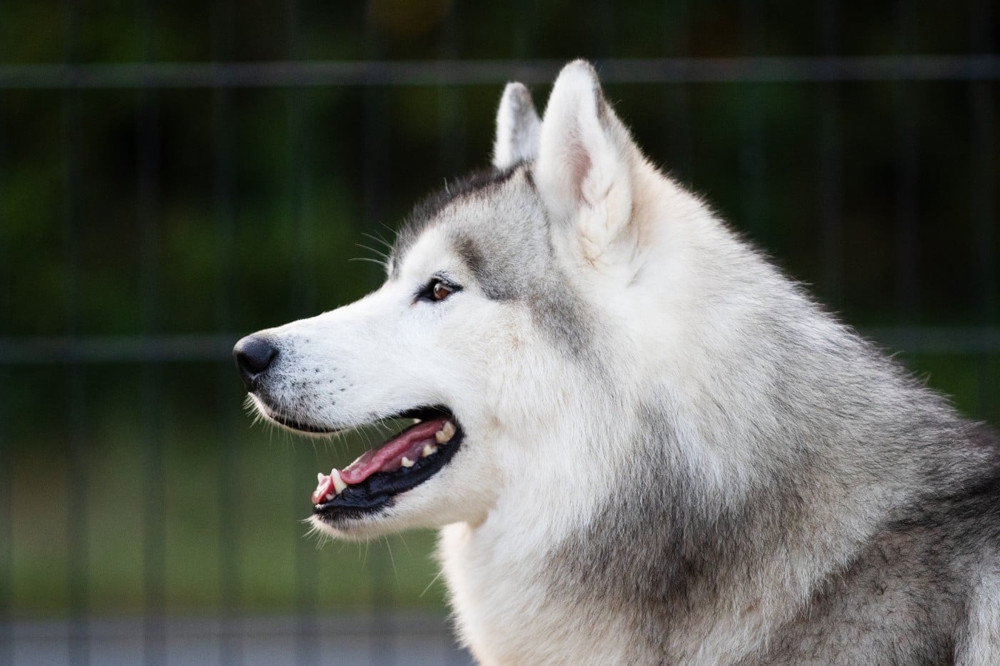 KARJALAINE OCEANO ATLANTICO