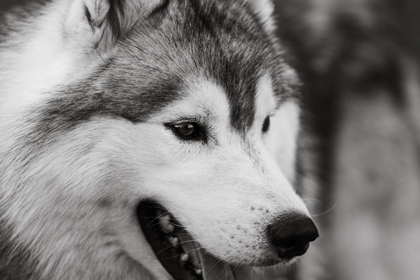 KARJALAINE OCEANO ATLANTICO