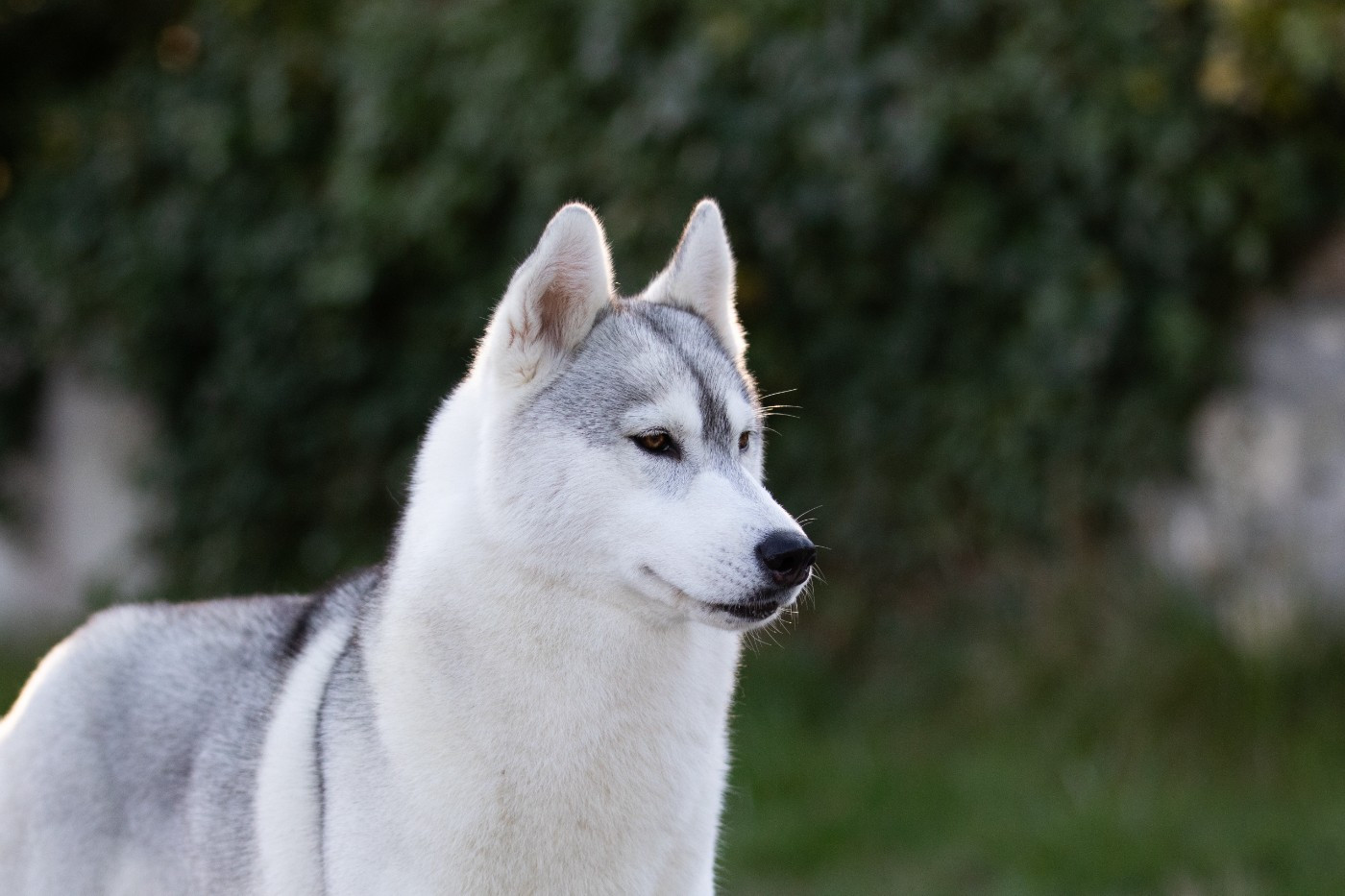 CH. Nookilik's Talkin' to the moon