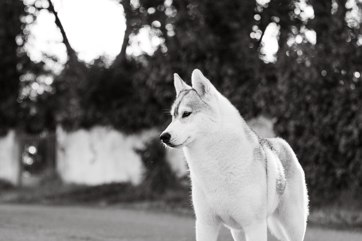 CH. Nookilik's Talkin' to the moon