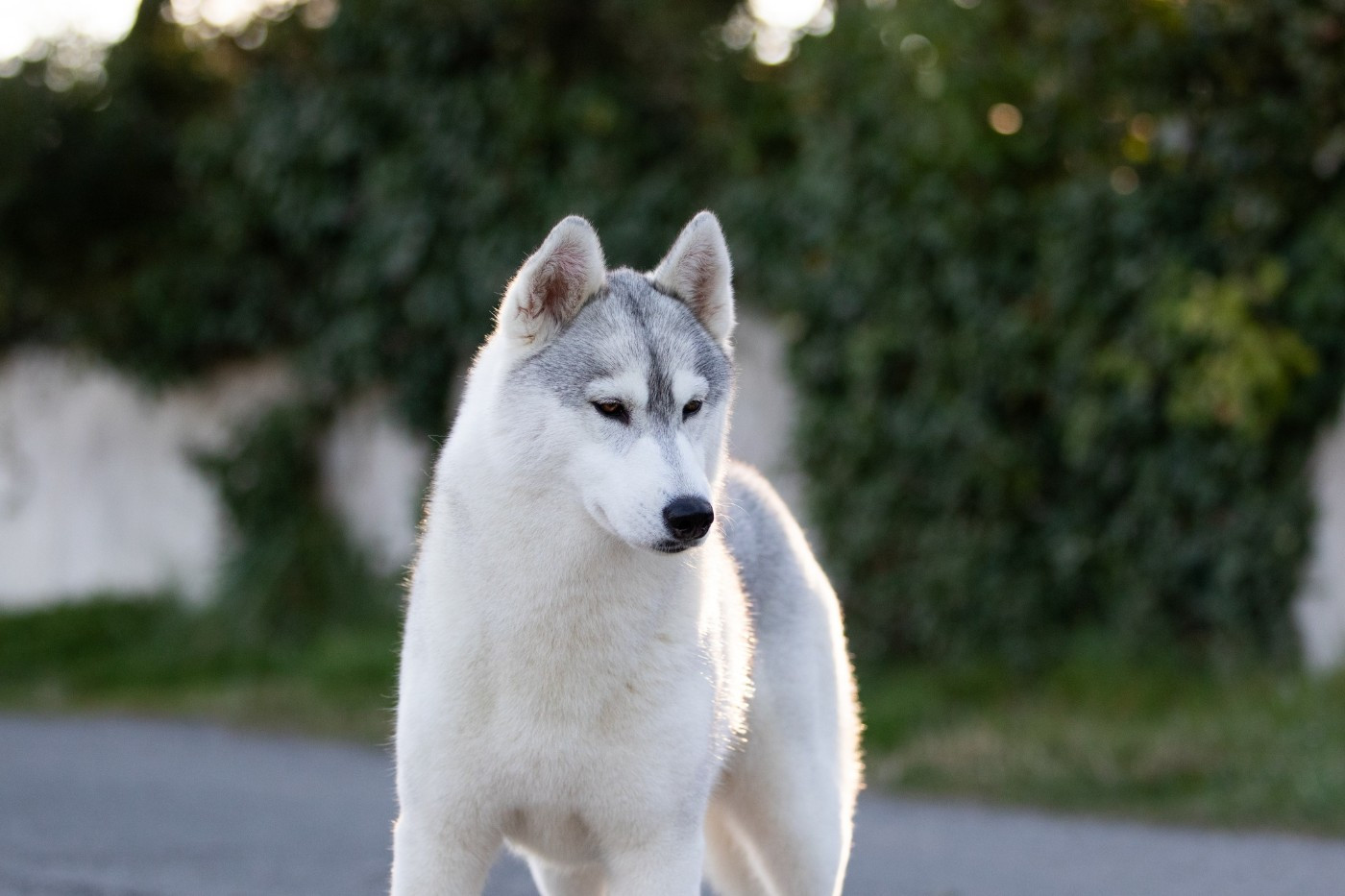 CH. Nookilik's Talkin' to the moon