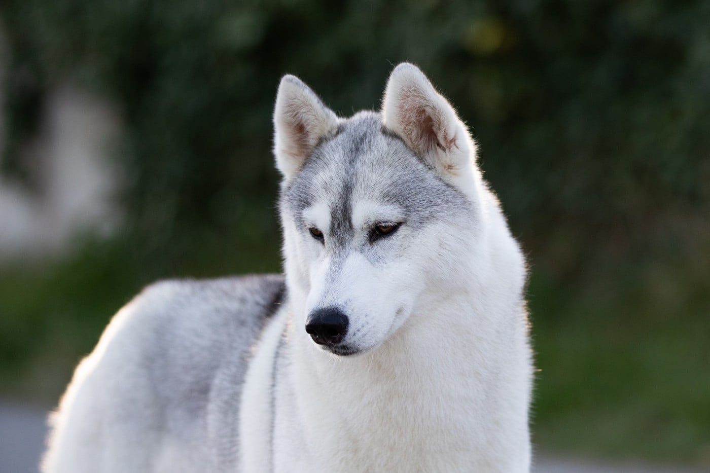 CH. Nookilik's Talkin' to the moon