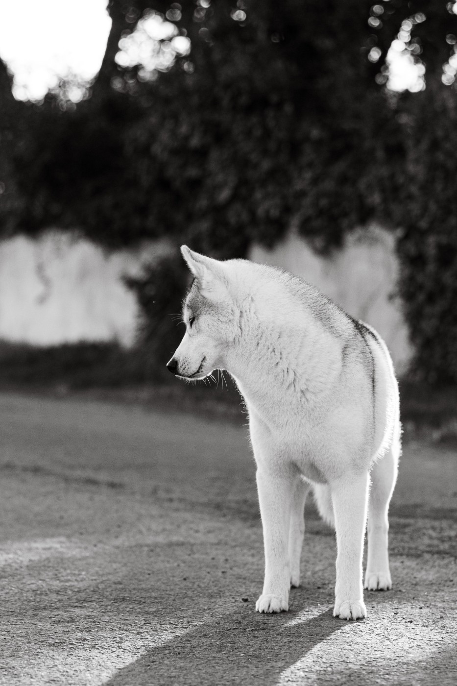 CH. Nookilik's Talkin' to the moon