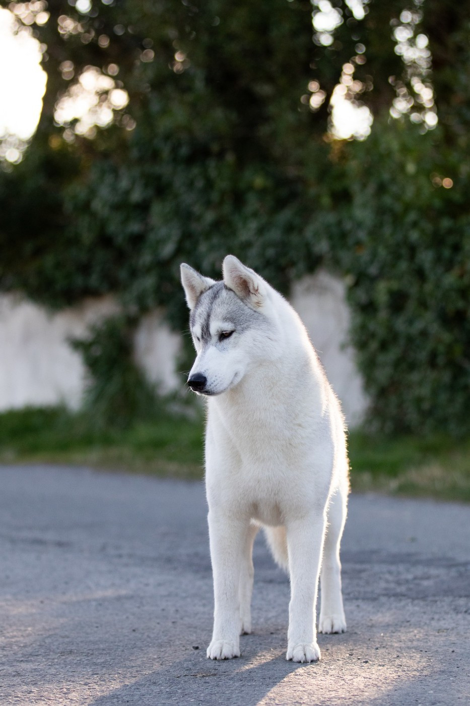 CH. Nookilik's Talkin' to the moon