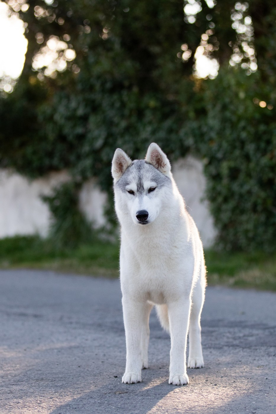 CH. Nookilik's Talkin' to the moon