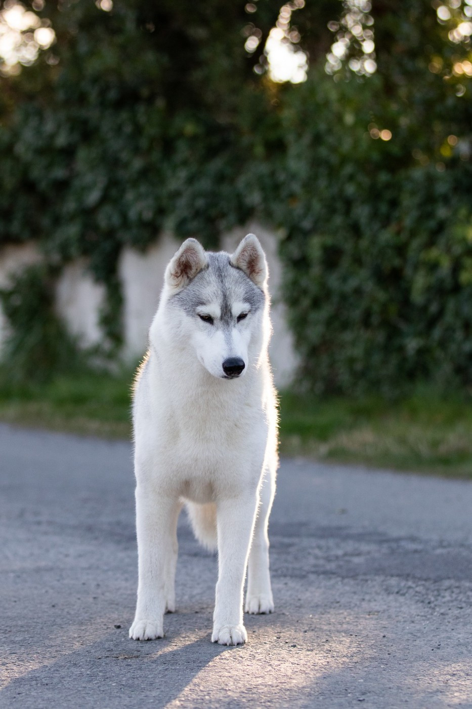 CH. Nookilik's Talkin' to the moon