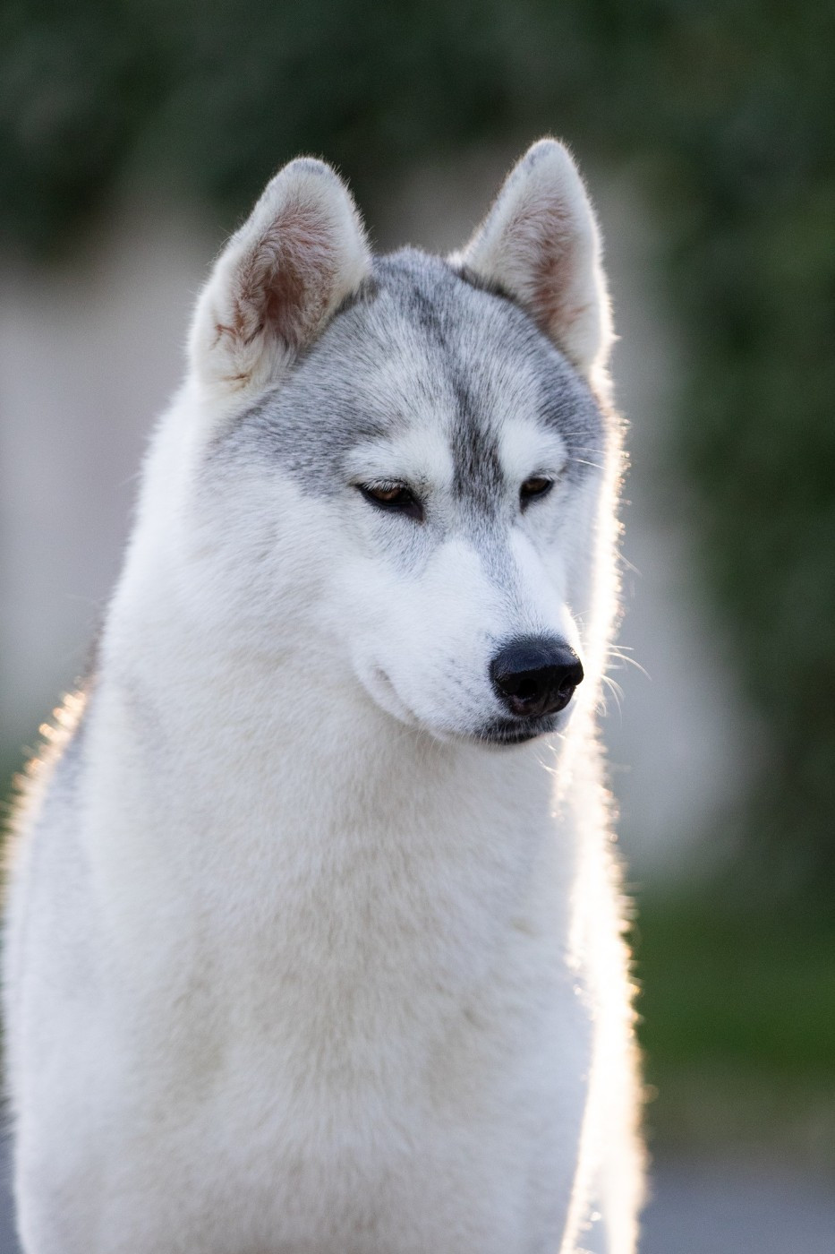 CH. Nookilik's Talkin' to the moon