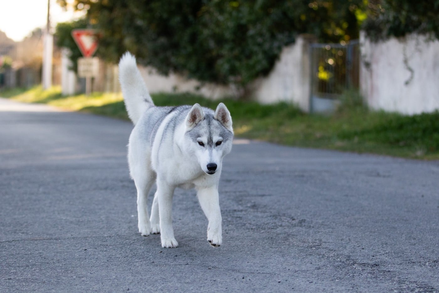 CH. Nookilik's Talkin' to the moon
