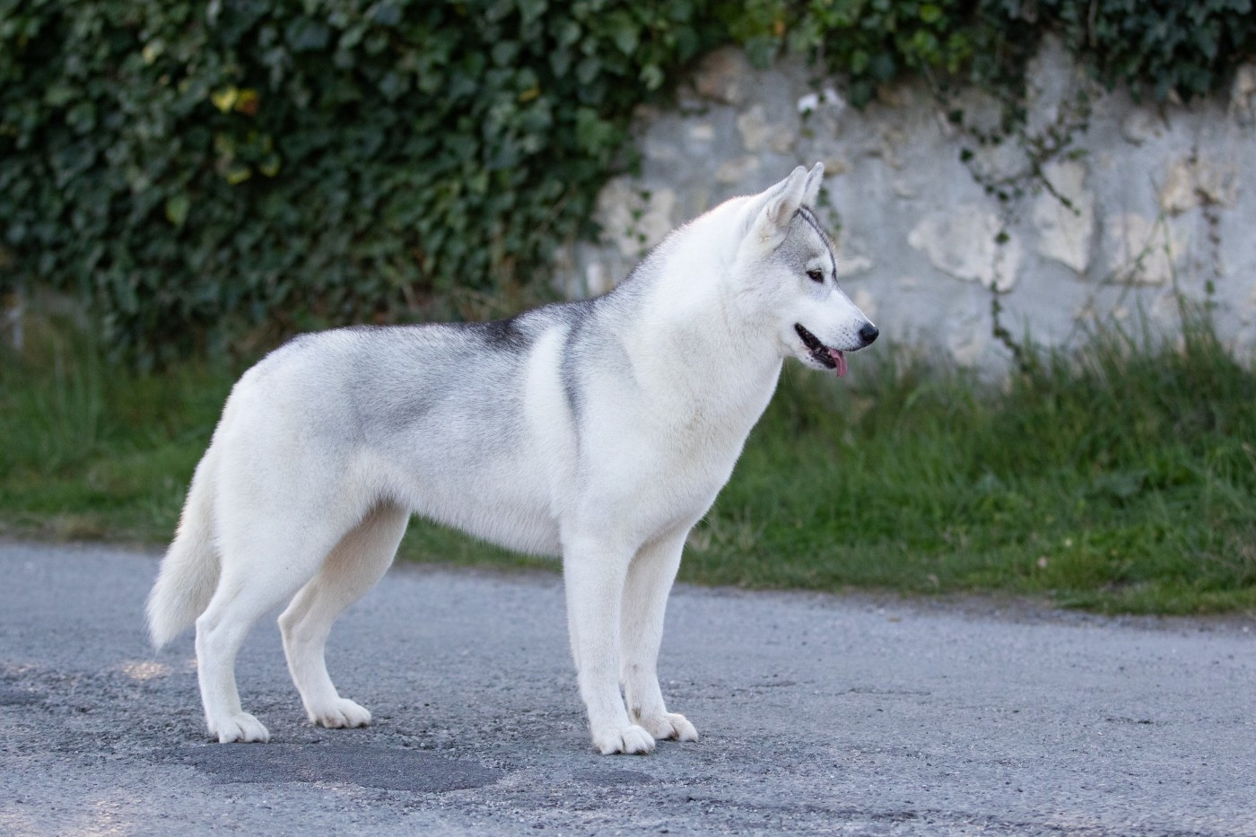 CH. Nookilik's Talkin' to the moon