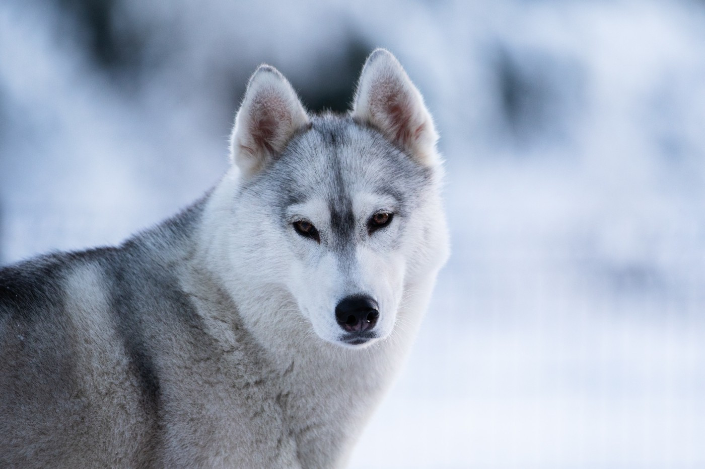 CH. Nookilik's Talkin' to the moon