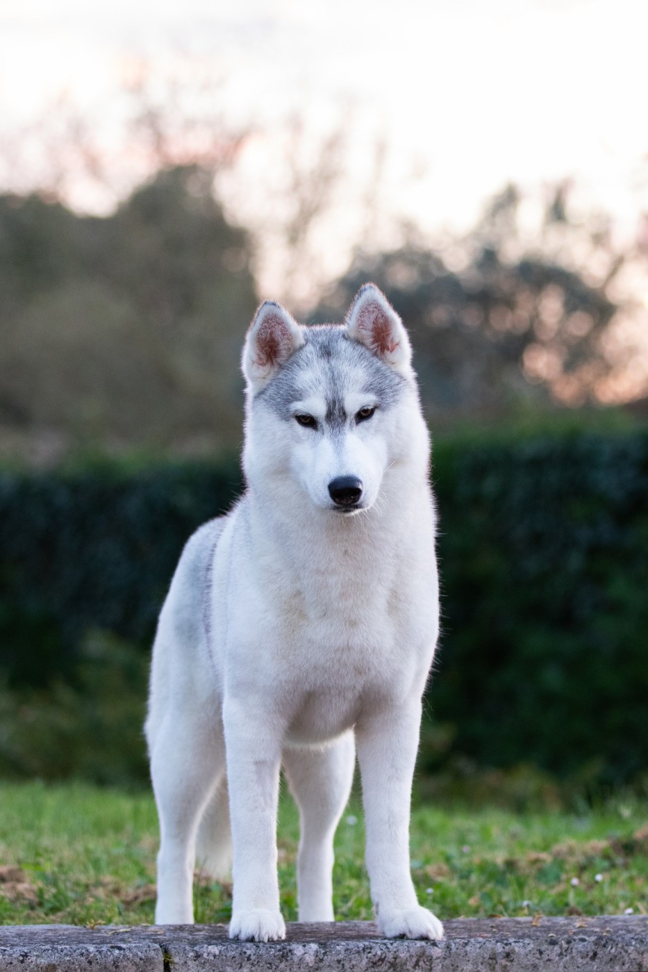 CH. Nookilik's Talkin' to the moon