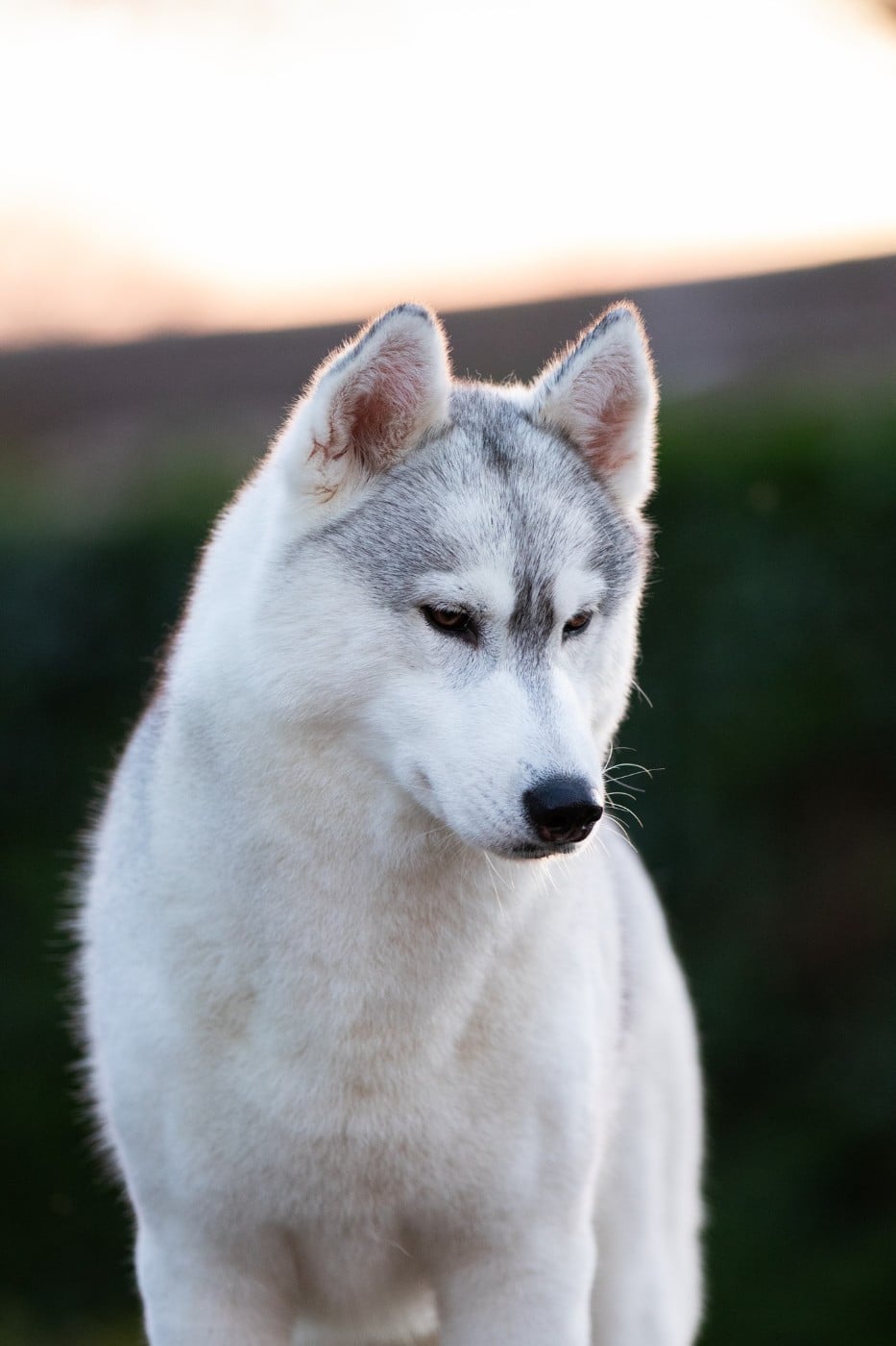 CH. Nookilik's Talkin' to the moon