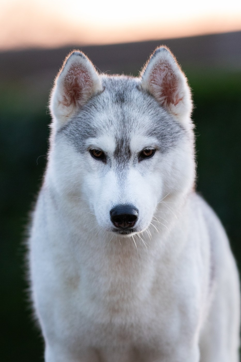 CH. Nookilik's Talkin' to the moon