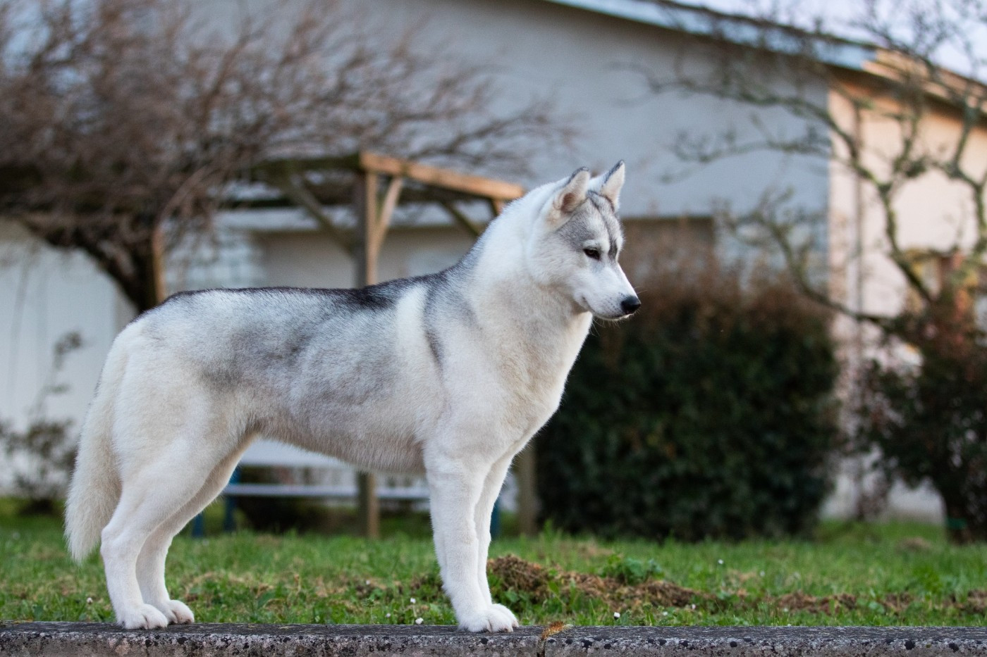 CH. Nookilik's Talkin' to the moon