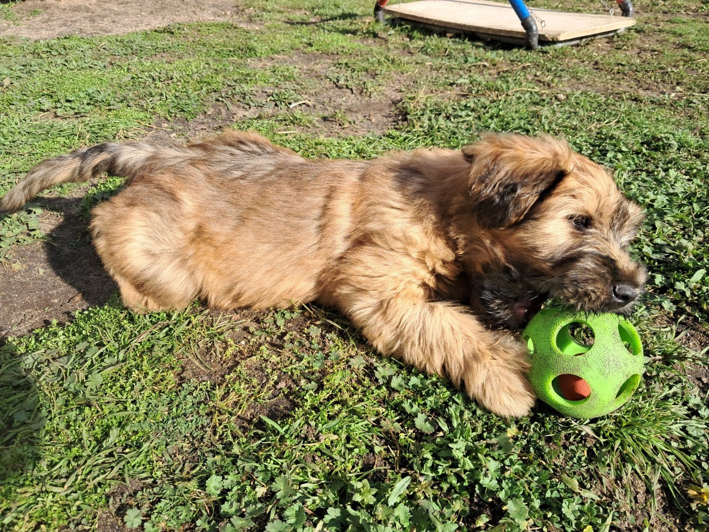 CHIOT 5 couleur Marron Arsene