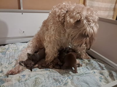 Les chiots de Irish Soft Coated Wheaten Terrier