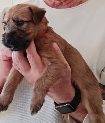 Les chiots de Irish Soft Coated Wheaten Terrier