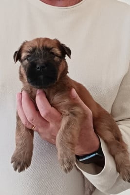 Les chiots de Irish Soft Coated Wheaten Terrier
