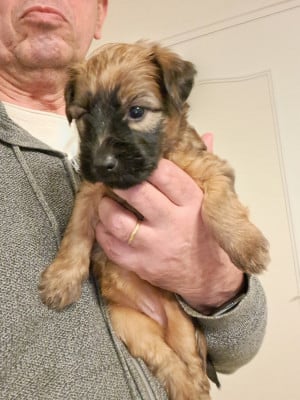 Les chiots de Irish Soft Coated Wheaten Terrier