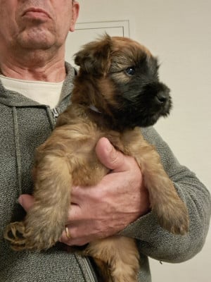 Les chiots de Irish Soft Coated Wheaten Terrier