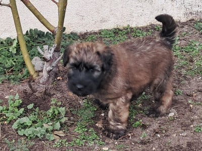 Les chiots de Irish Soft Coated Wheaten Terrier