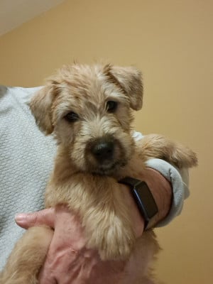 Les chiots de Irish Soft Coated Wheaten Terrier