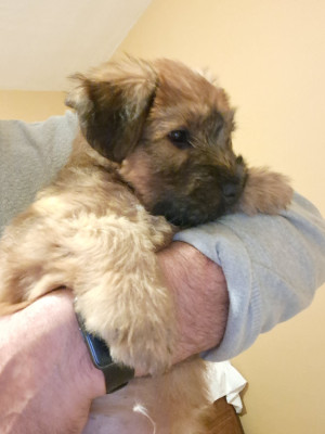 Les chiots de Irish Soft Coated Wheaten Terrier