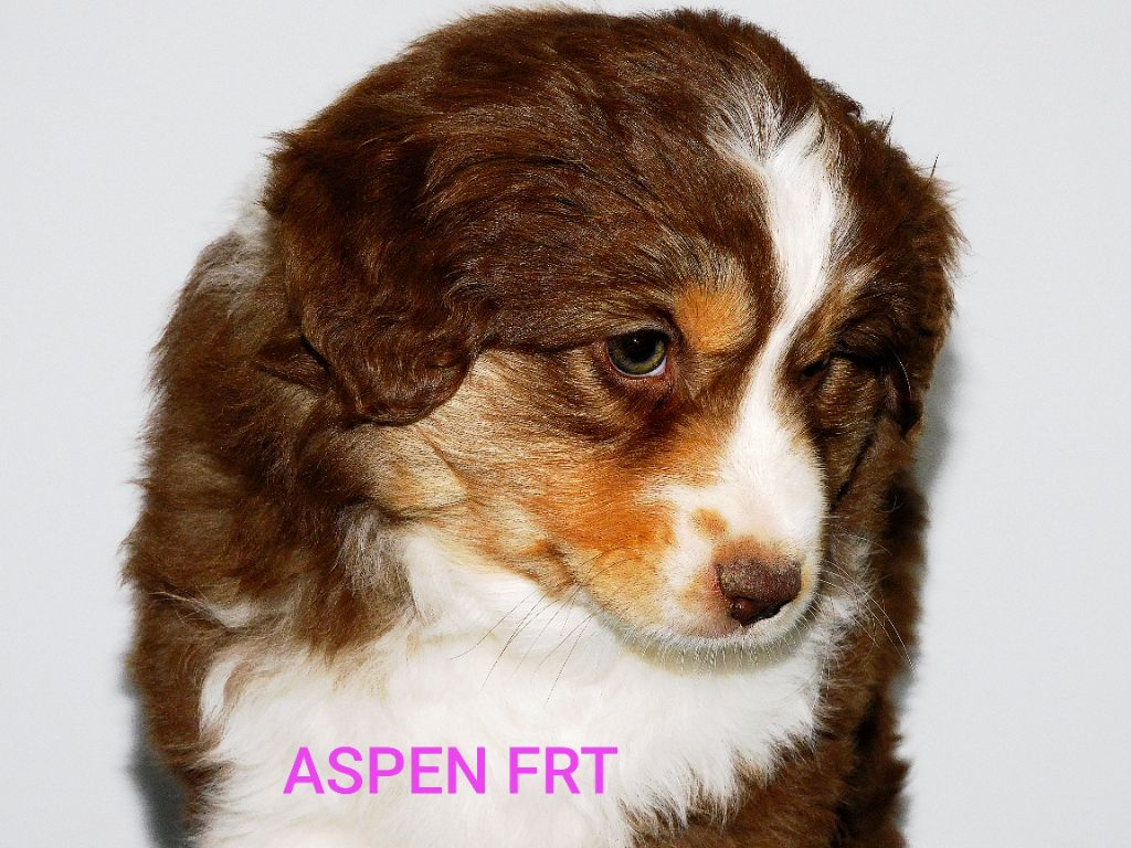 ASPEN