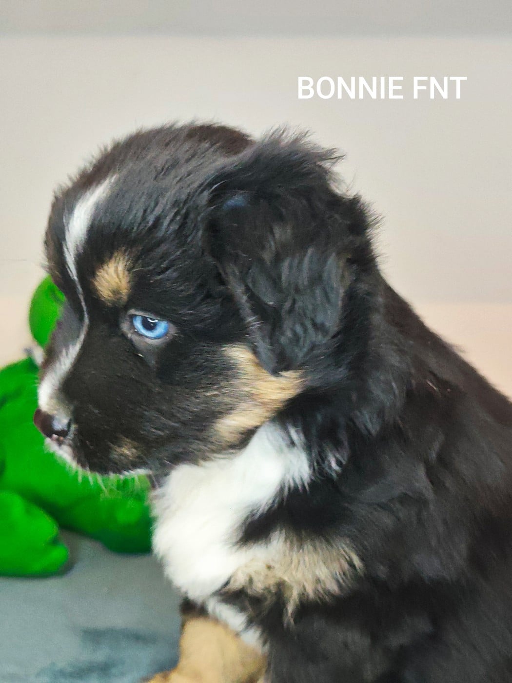 BONNIE