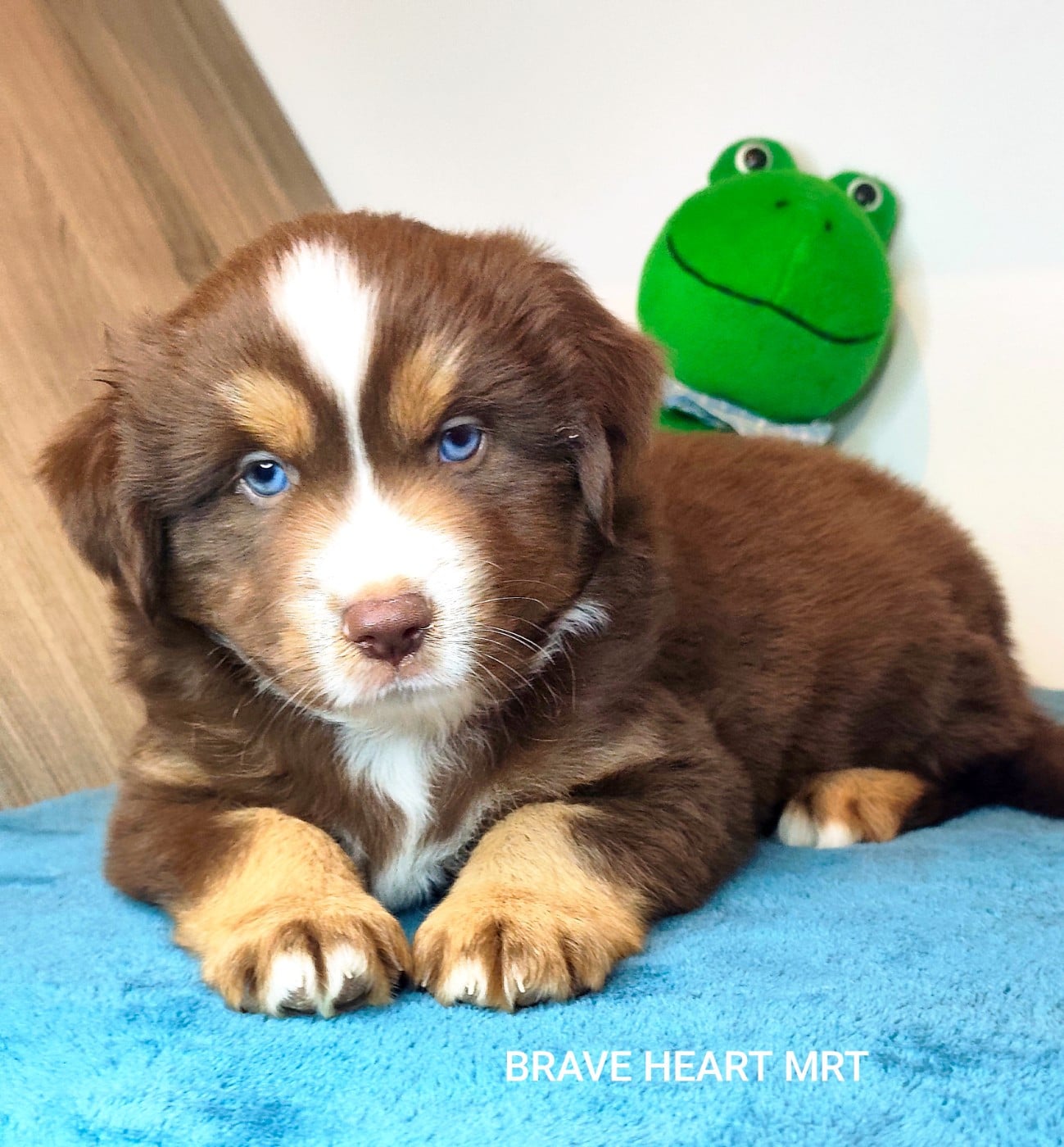 BRAVE HEART