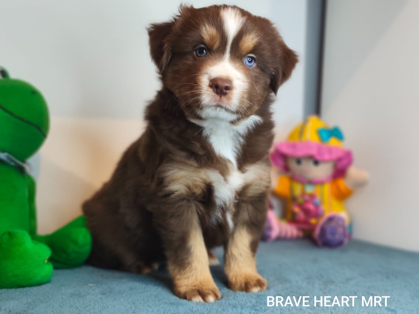 BRAVE HEART