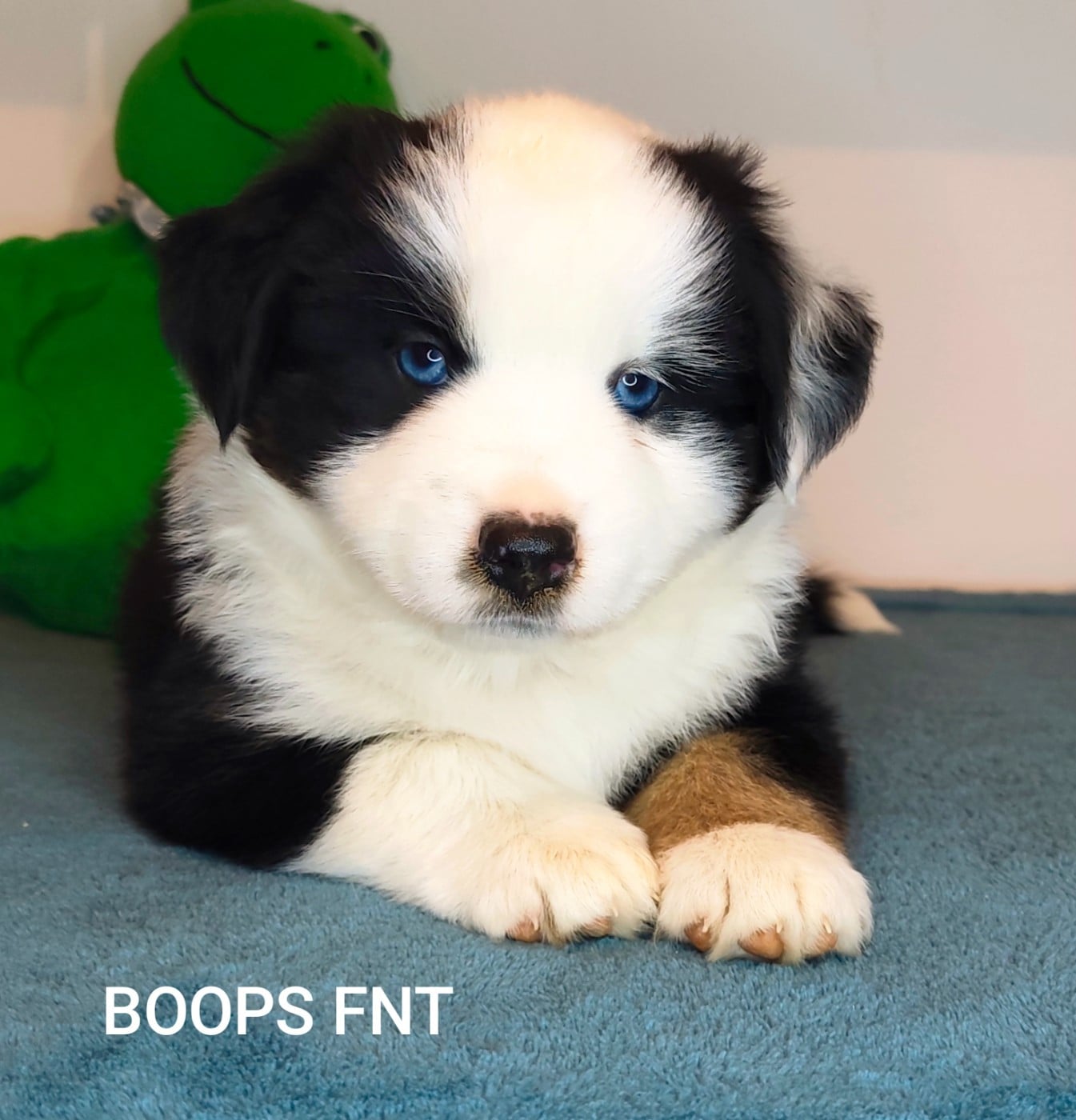 BOOPS