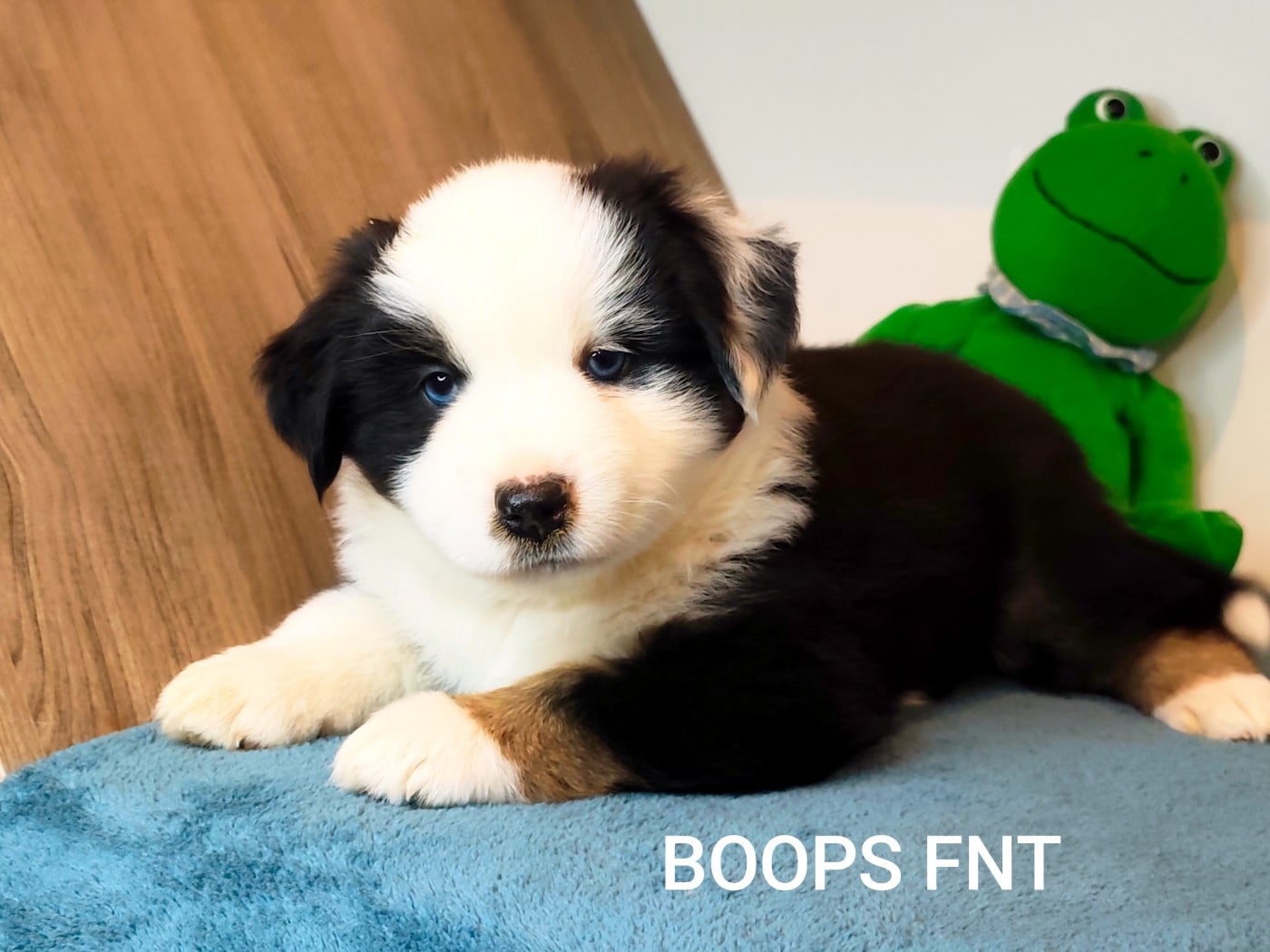 BOOPS
