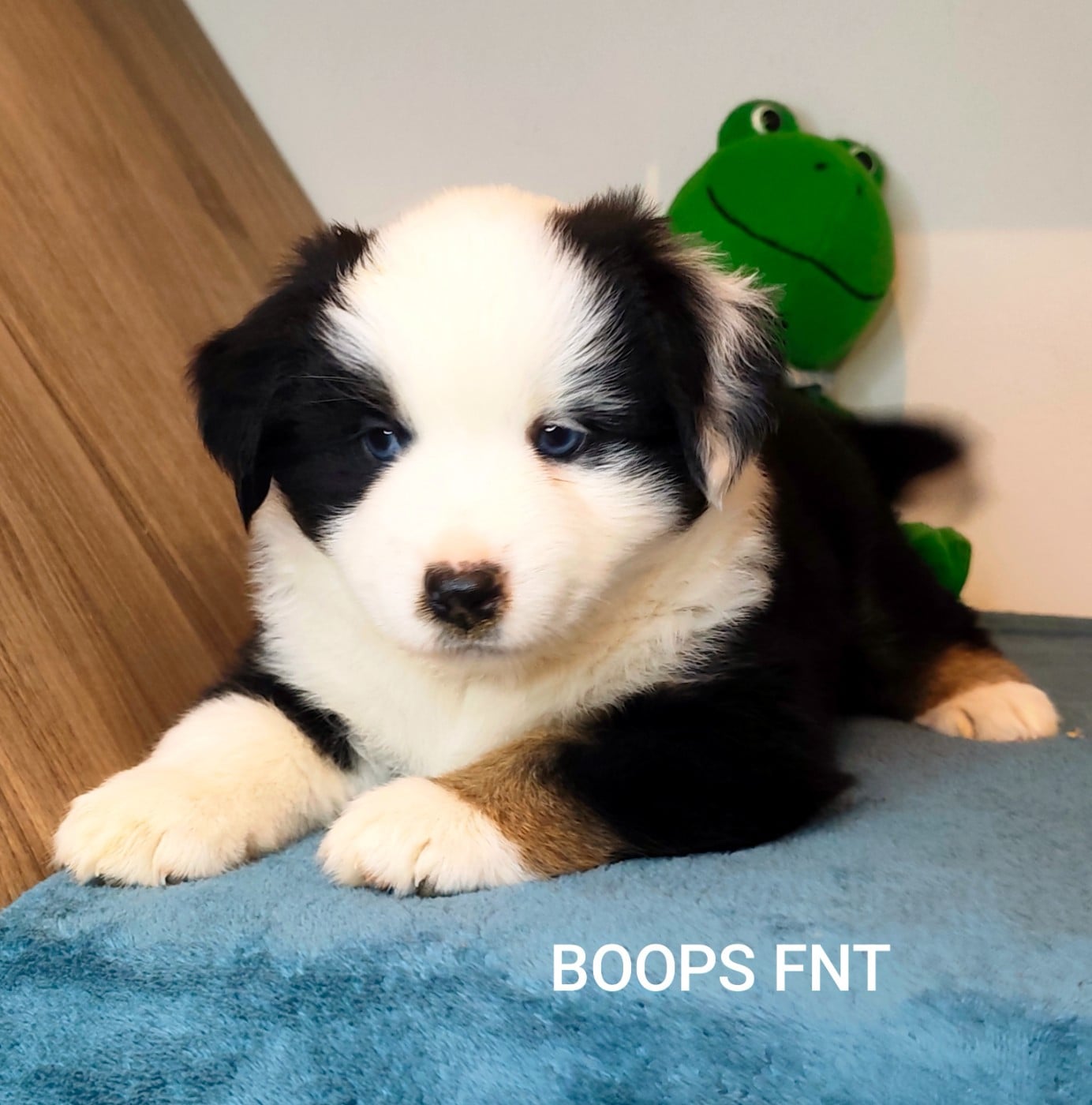 BOOPS