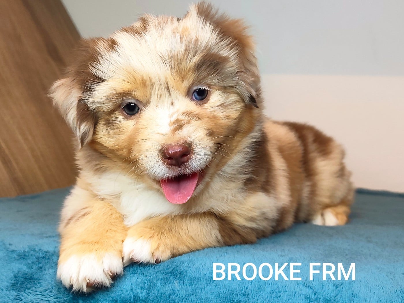 BROOKE