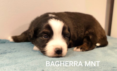 Les chiots de Berger Américain Miniature