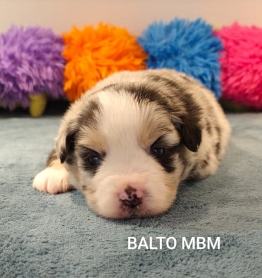 Les chiots de Berger Américain Miniature