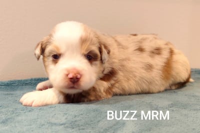 Les chiots de Berger Américain Miniature