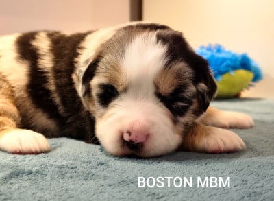 Les chiots de Berger Américain Miniature