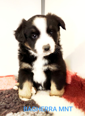 Les chiots de Berger Américain Miniature 