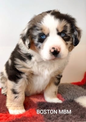 Les chiots de Berger Américain Miniature 